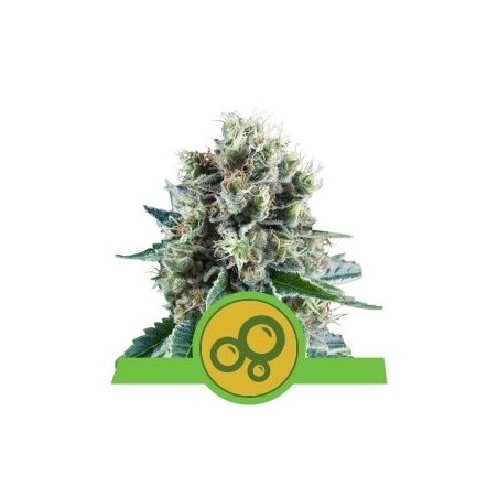 BUBBLE KUSH  AUTO X3-ROYAL QUEEN SEEDS