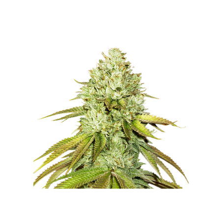 PINEAPPLE  FEM X3-SEEDSTOCKERS