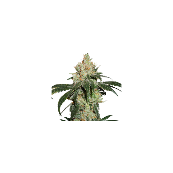 NICOLE CREAM  FEM X3-SEEDSTOCKERS
