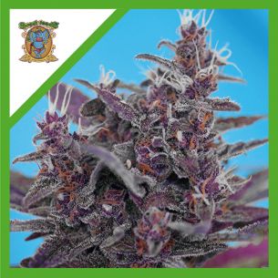 BLACK CREAM  AUTO®...