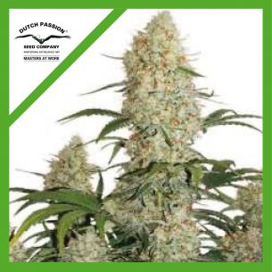 CRITICAL ORANGE PUNCH  AUTO...