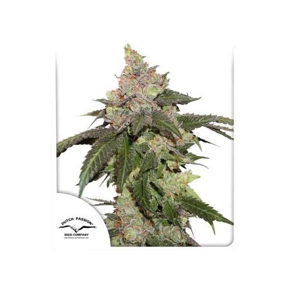 KEROSENE KRASH FEM X3-DUTCH PASSION