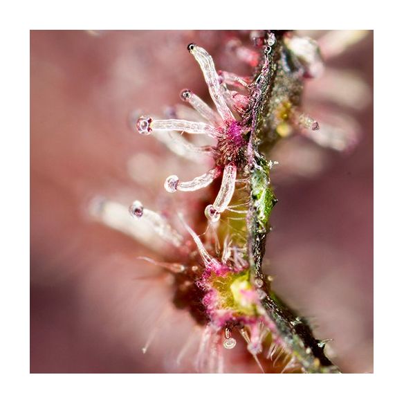 TROPICANNA POISON F1® X3+1-SWEET SEEDS