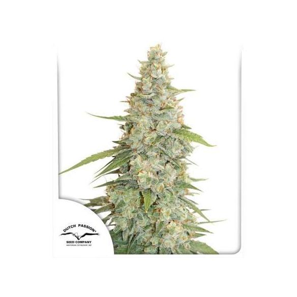 MERINGUE FEM X3-DUTCH PASSION