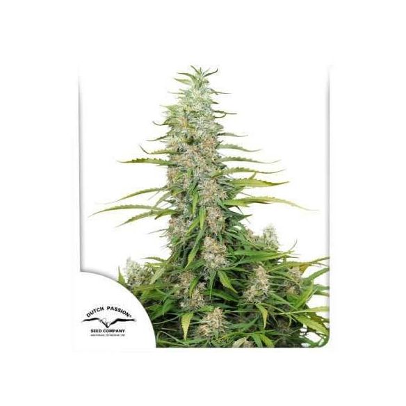 C-VIBEZ  FEM X3-DUTCH PASSION