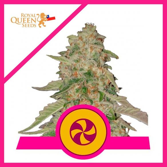 SWEET ZKITTLEZ FEM X3-ROYAL QUEEN SEEDS