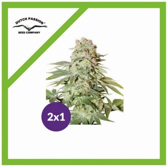 PROMOCIÓN 2X1 POWER PLANT AUTO X3-DUTCH PASSION