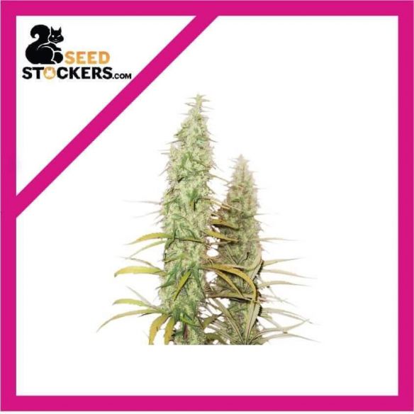 SANTA MARTA HAZE FEM X3-SEEDSTOCKERS