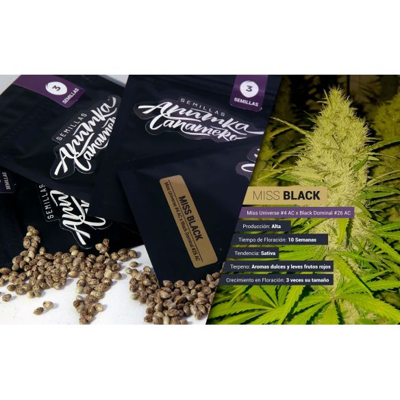 MISS BLACK FEM X3-ANUMKA CAÑAMEROS