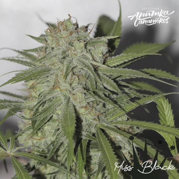 MISS BLACK FEM X3-ANUMKA CAÑAMEROS