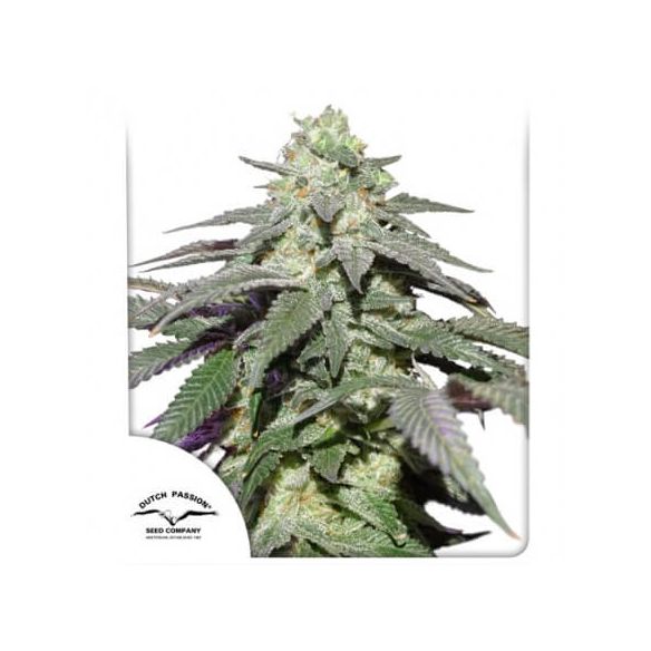 SKYWALKER HAZE AUTO X3- DUTCH PASSION