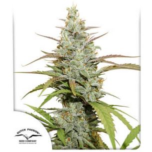 MOKUM´S TULIP AUTO X3-DUTCH...