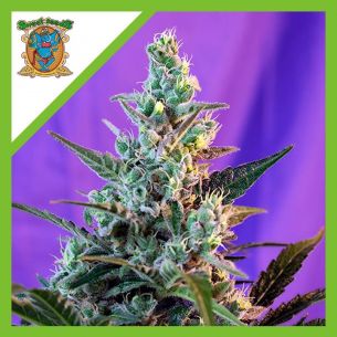 SWEET SKUNK AUTO® X25-SWEET...