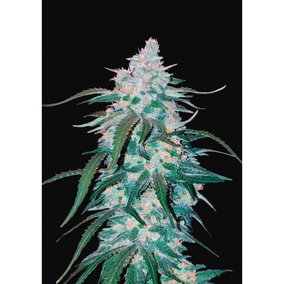 PINEAPPLE EXPRESS AUTO X3-FAST BUDS