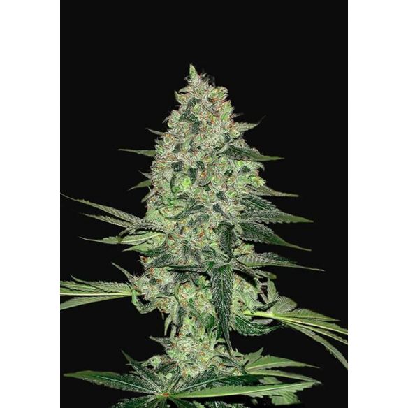 RHINO RYDER  AUTO X1-FAST BUDS