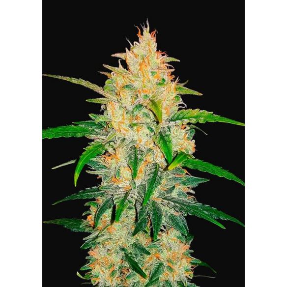 ZKITTLEZ  AUTO X3-FAST BUDS