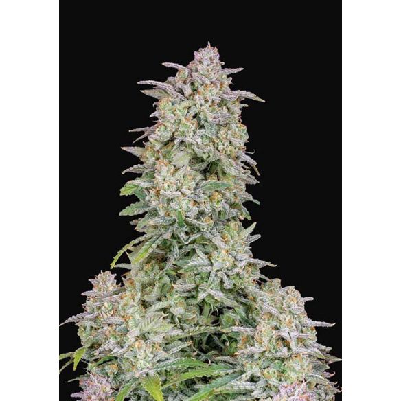 FORBIDDEN RUNTZ AUTO X1-FAST BUDS