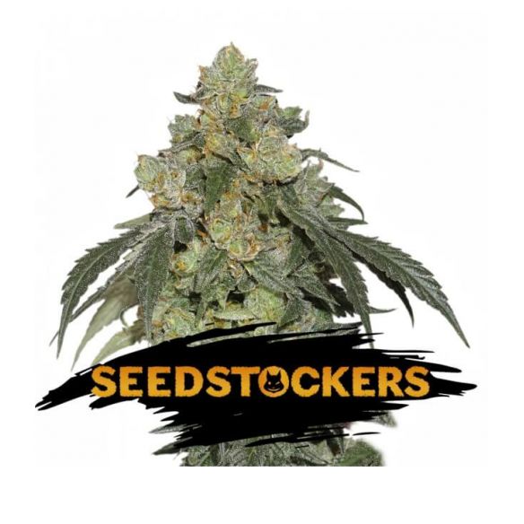 COOKIES AND CREAM  FEM X3-SEEDSTOCKERS
