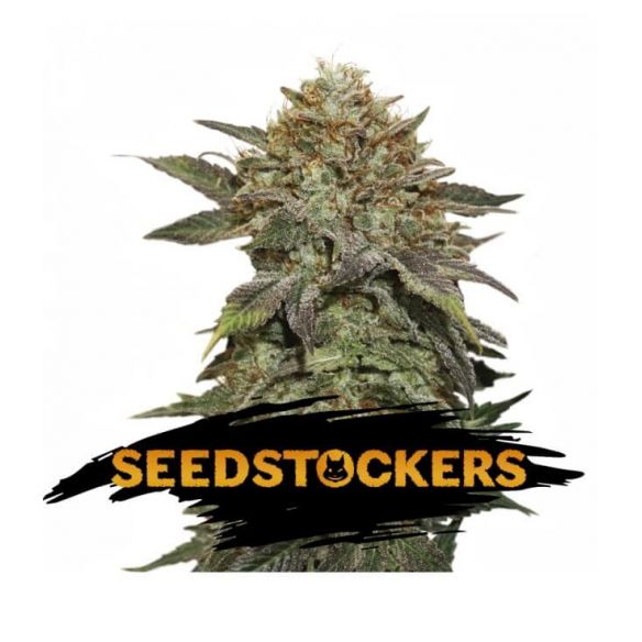 FRUIT CAKE AUTO X3-SEEDSTOCKERS