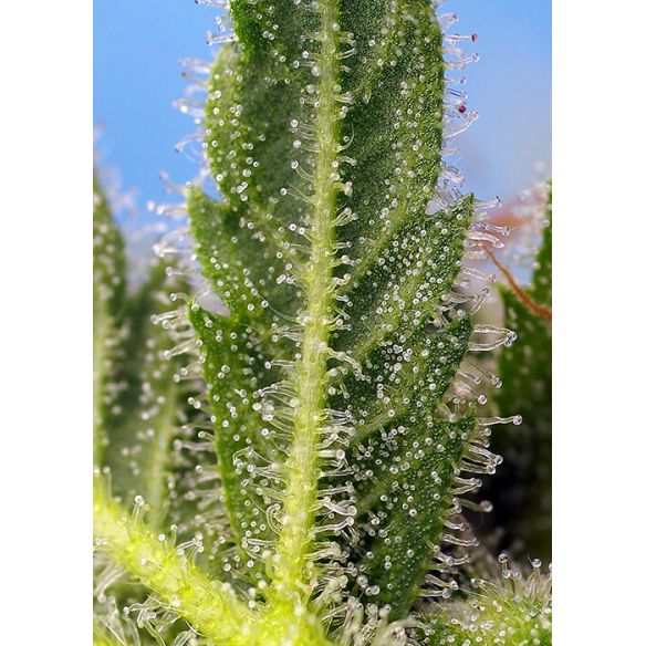 RUNTZ XL AUTO® X3+1-SWEET SEEDS