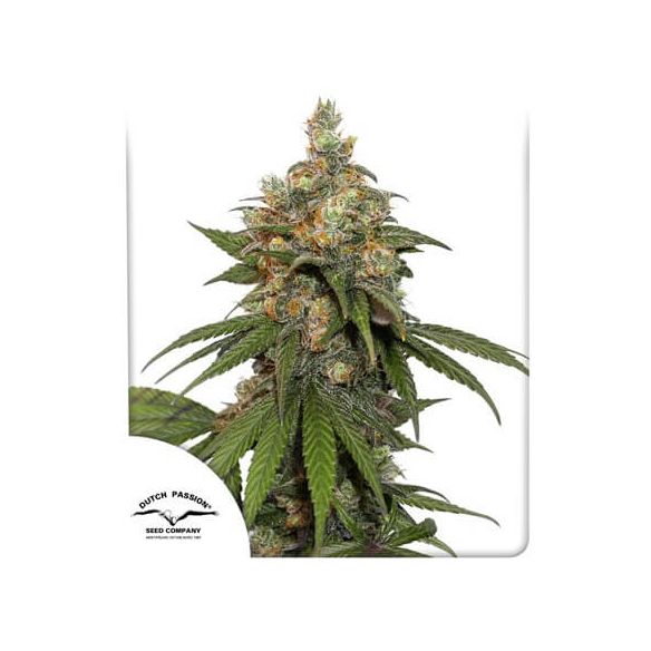 HIFI 4G  FEM X3-DUTCH PASSION