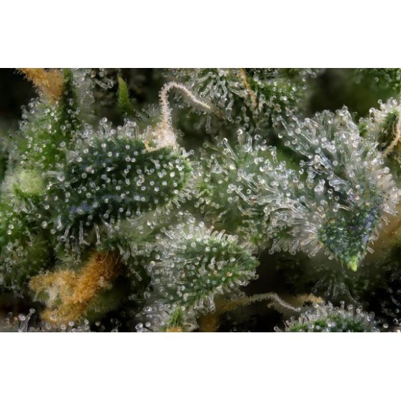 LUPA CON LUZ LED 30X Y 60X-BRANSIO