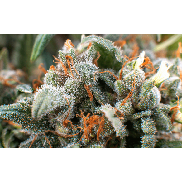 LUPA CON LUZ LED 30X Y 60X-BRANSIO