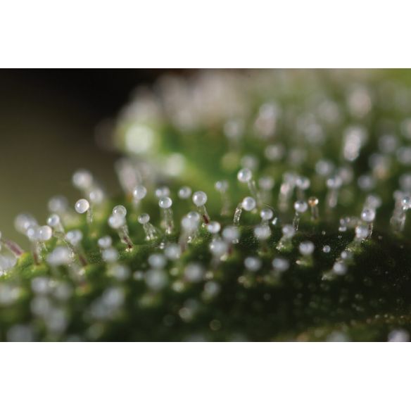 LUPA CON LUZ LED 30X Y 60X-BRANSIO