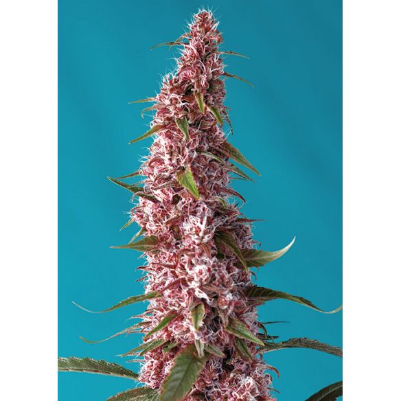 RED PURE CBD AUTO® X3+1-SWEET SEEDS