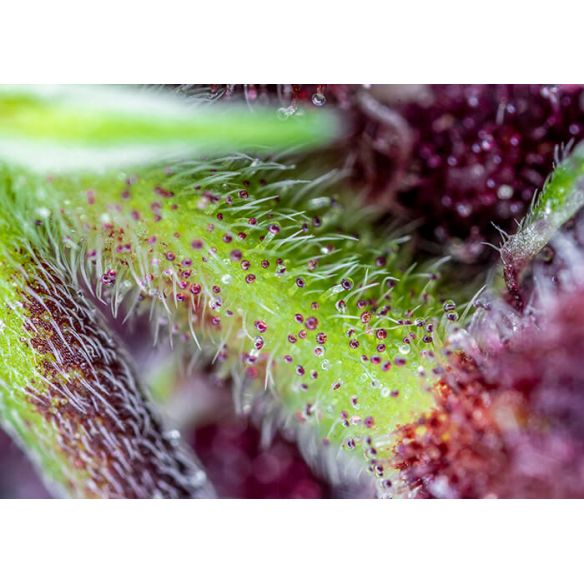 RED PURE CBD AUTO® X3+1-SWEET SEEDS