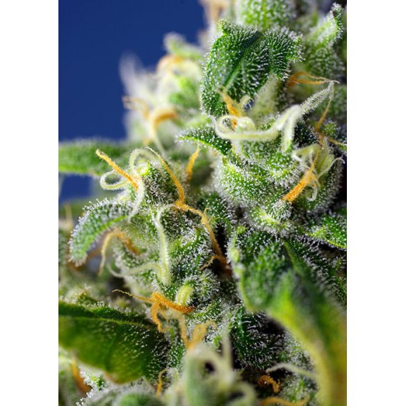 HONEY PECH CBD AUTO® X3+1-SWEET SEEDS