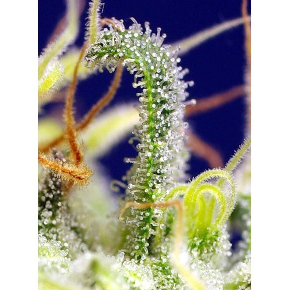GREEN POISON CBD FEM® X3+1-SWEET SEEDS