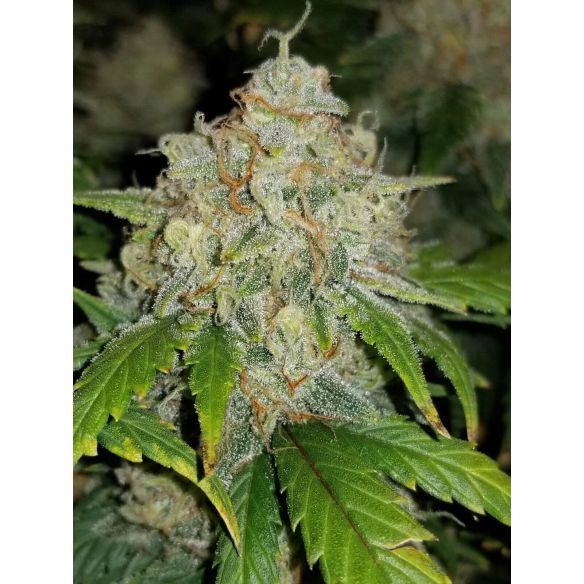 ZKITTLEZ  AUTO X3-FAST BUDS