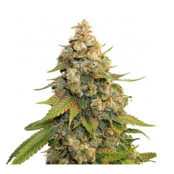 GOLDEN LEMON HAZE FEM X3-SEEDSTOCKERS