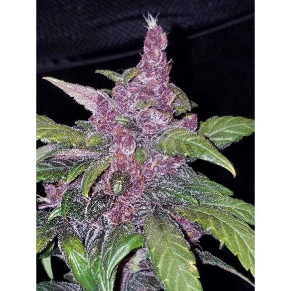 LSD 25  AUTO X3-FAST BUDS