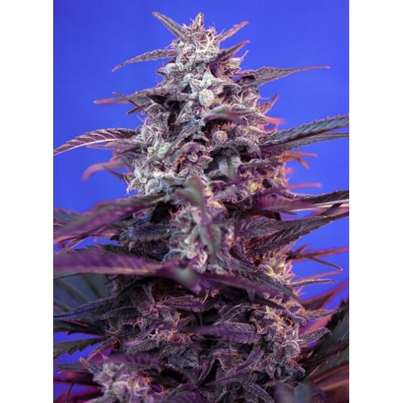 BLOODY SKUNK RED FAMILY  AUTO® X3+1-SWEET SEEDS