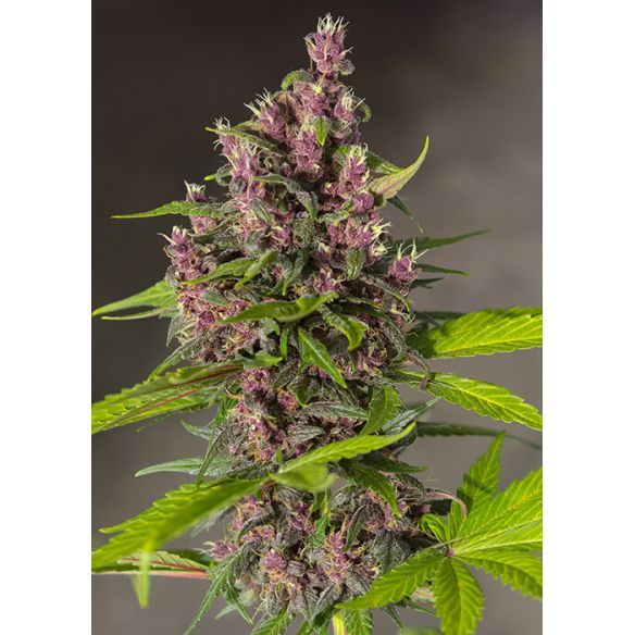 BLOODY SKUNK RED FAMILY  AUTO® X3+1-SWEET SEEDS