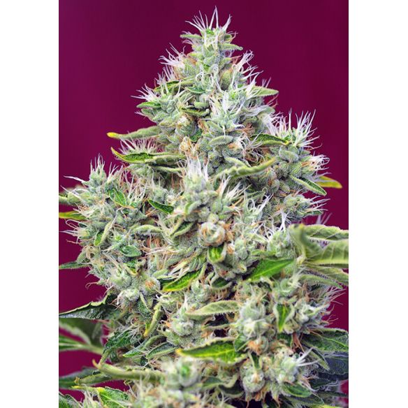 SAN FERNANDO LEMON KUSH  FEM® X3+1-SWEET SEEDS