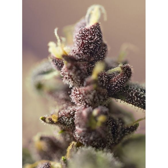 BLOODY SKUNK RED FAMILY  AUTO® X3+1-SWEET SEEDS