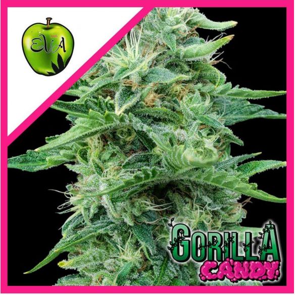 GORILLA CANDY FEM X3+1-EVA SEEDS