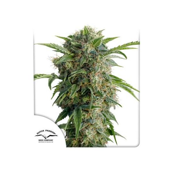 DAIQUIRI LIME  AUTO X3-DUTCH PASSION