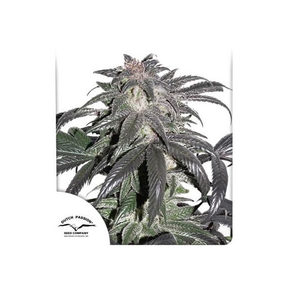 PROMOCION 2X1 BUBBA ISLAND KUSH FEM-DUTCH PASSION