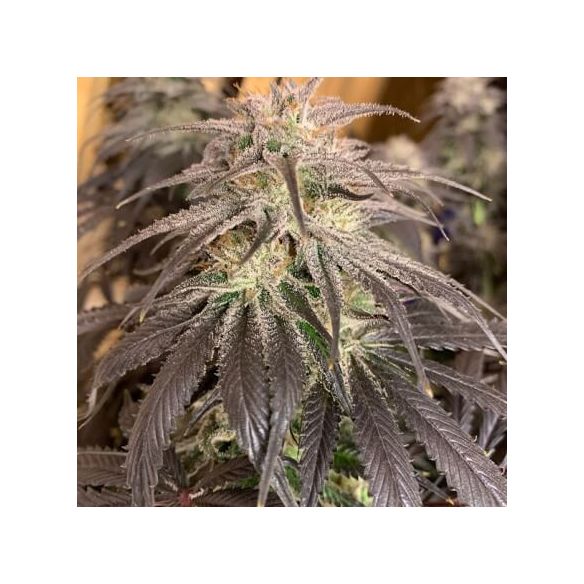 PROMOCION 2X1 BUBBA ISLAND KUSH FEM-DUTCH PASSION