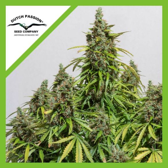 AUTO MAZAR X3-DUTCH PASSION