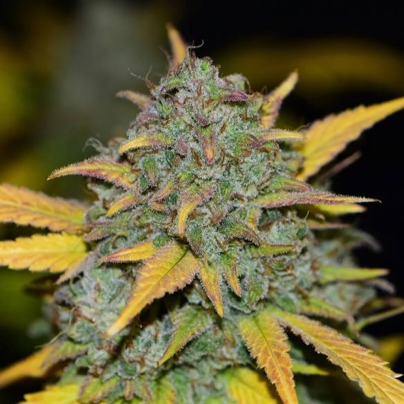 GELATO AUTO X3-FAST BUDS