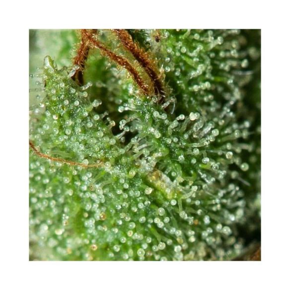 ONLY CBD  FEM X3+1-EVA SEEDS