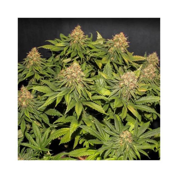 ONLY CBD  FEM X3+1-EVA SEEDS