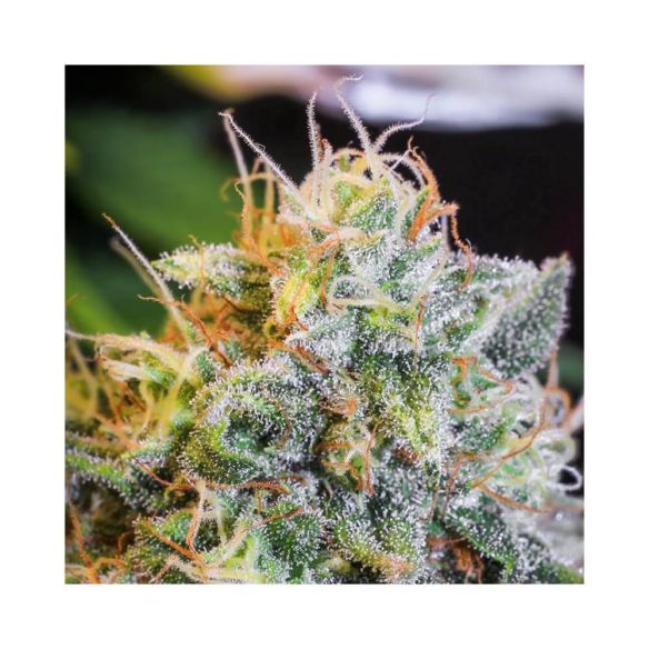 ONLY CBD  FEM X3+1-EVA SEEDS