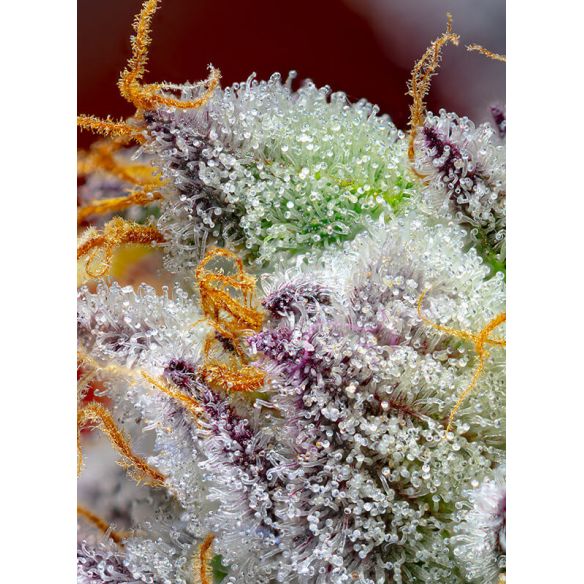 RED GORILLA GIRL XL AUTO® X3+1-SWEET SEEDS