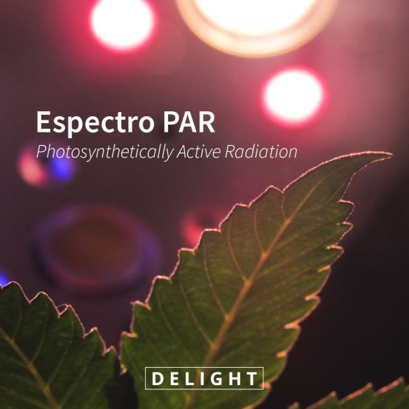 APOLLO EVOLUTION PRO 16 480W-DELIGHT